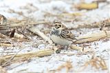 Lapland Longspur